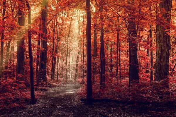 Herbstwald mit rotem Laub