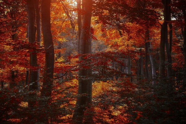 Der Herbstwald ist schön und purpurrot