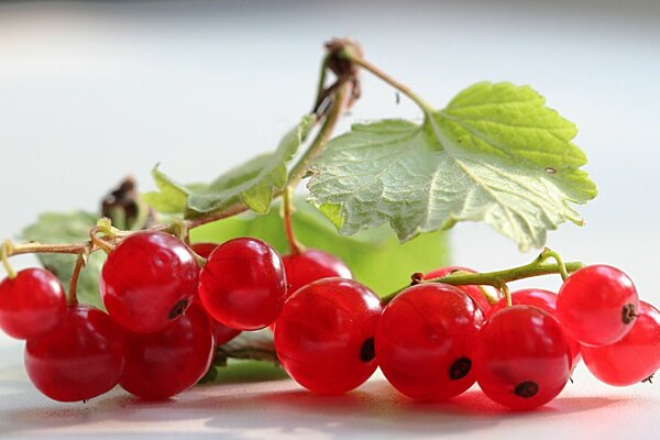 Bacche succose su sfondo bianco