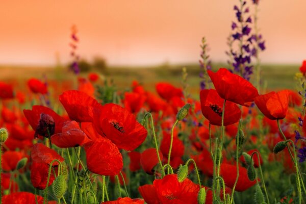 Field of red fragrant poppies