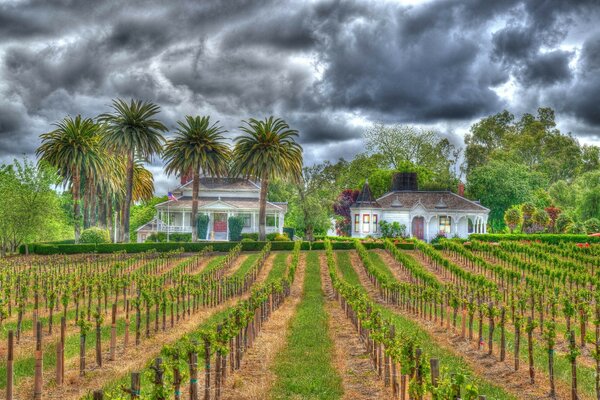 A picture of a ranch with a grape plantation