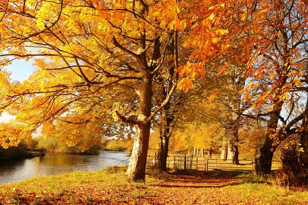 Otoño en el estanque. Hoja. Río