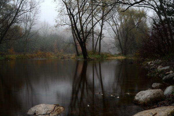 A pond surrounded by trees in a gloomy forest