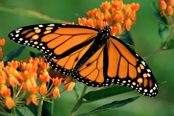 Willow butterfly insect nature monarch