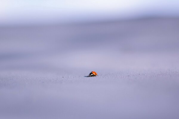 Ladybug snow winter