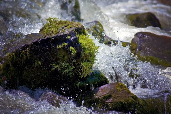 Moos wächst auf Steinen und Wellen