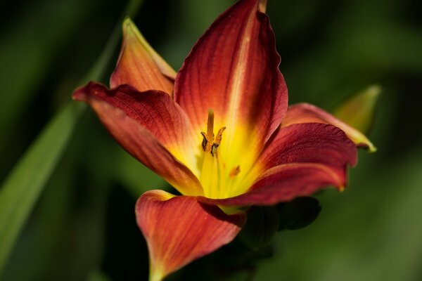 Belle fleur jaune-rouge closeup