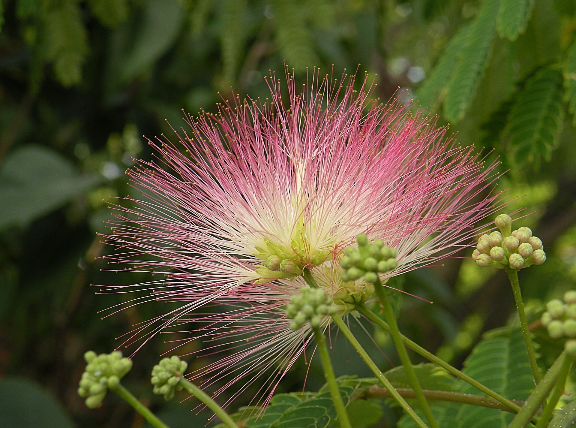 flowers nature flora flower summer leaf close-up color bright wild blooming tropical garden beautiful exotic tree