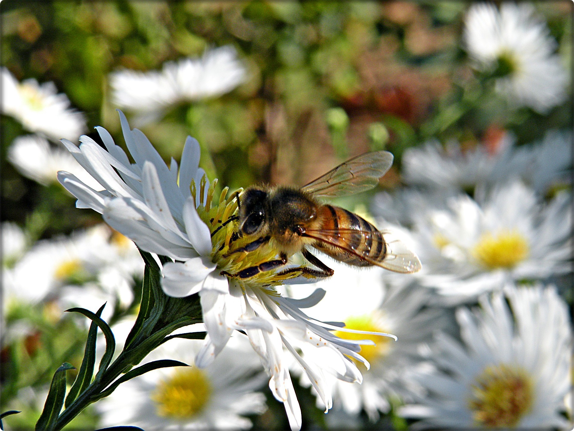 blumen natur biene blume insekt pollen sommer honig bestäubung flora nektar im freien bienen garten wild schließen blatt blumen gutes wetter blühen