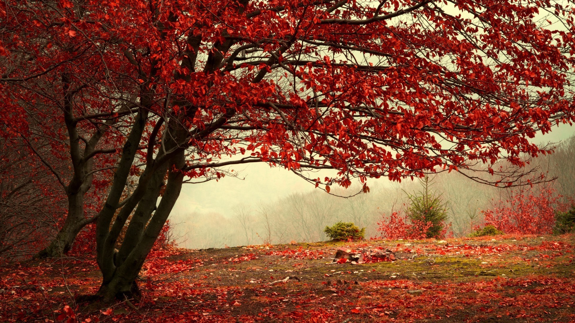 autumn fall tree leaf landscape maple park season wood branch nature dawn