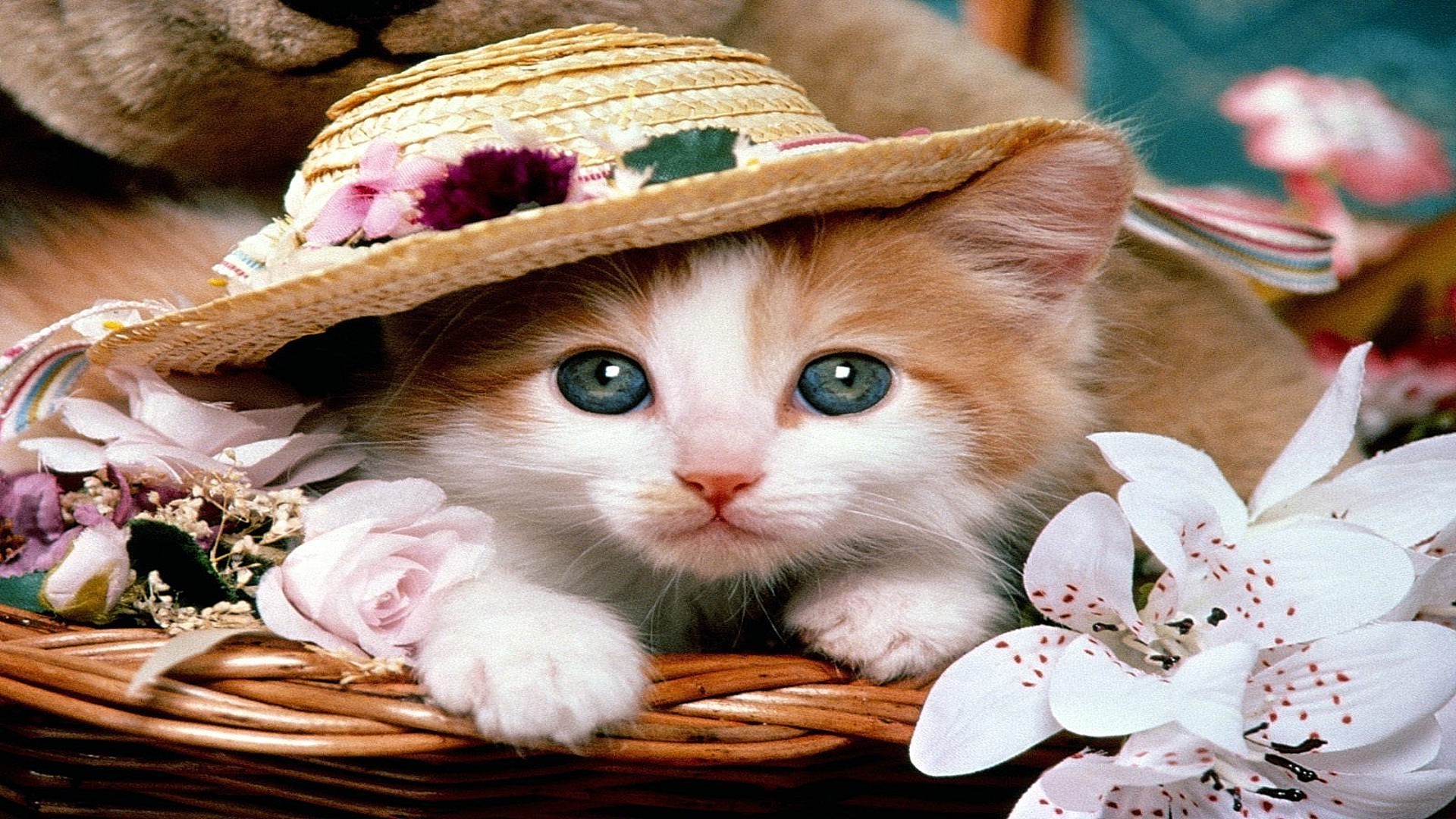 cats nature cute portrait flower basket beautiful