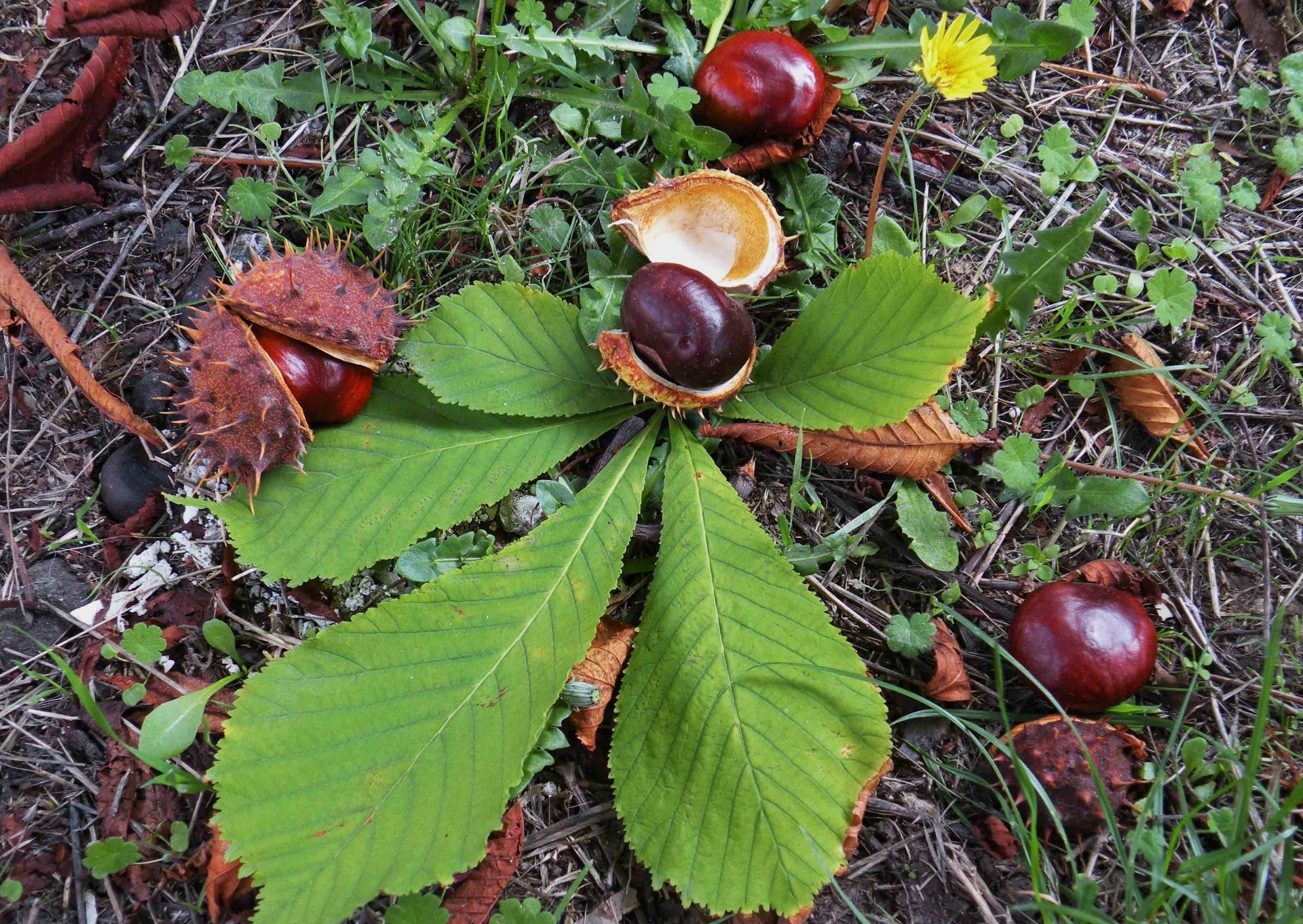 叶子 叶子 自然 秋天 植物群 季节 夏天 食物 颜色 特写 木材 花园 户外 树 桌面 水果 明亮