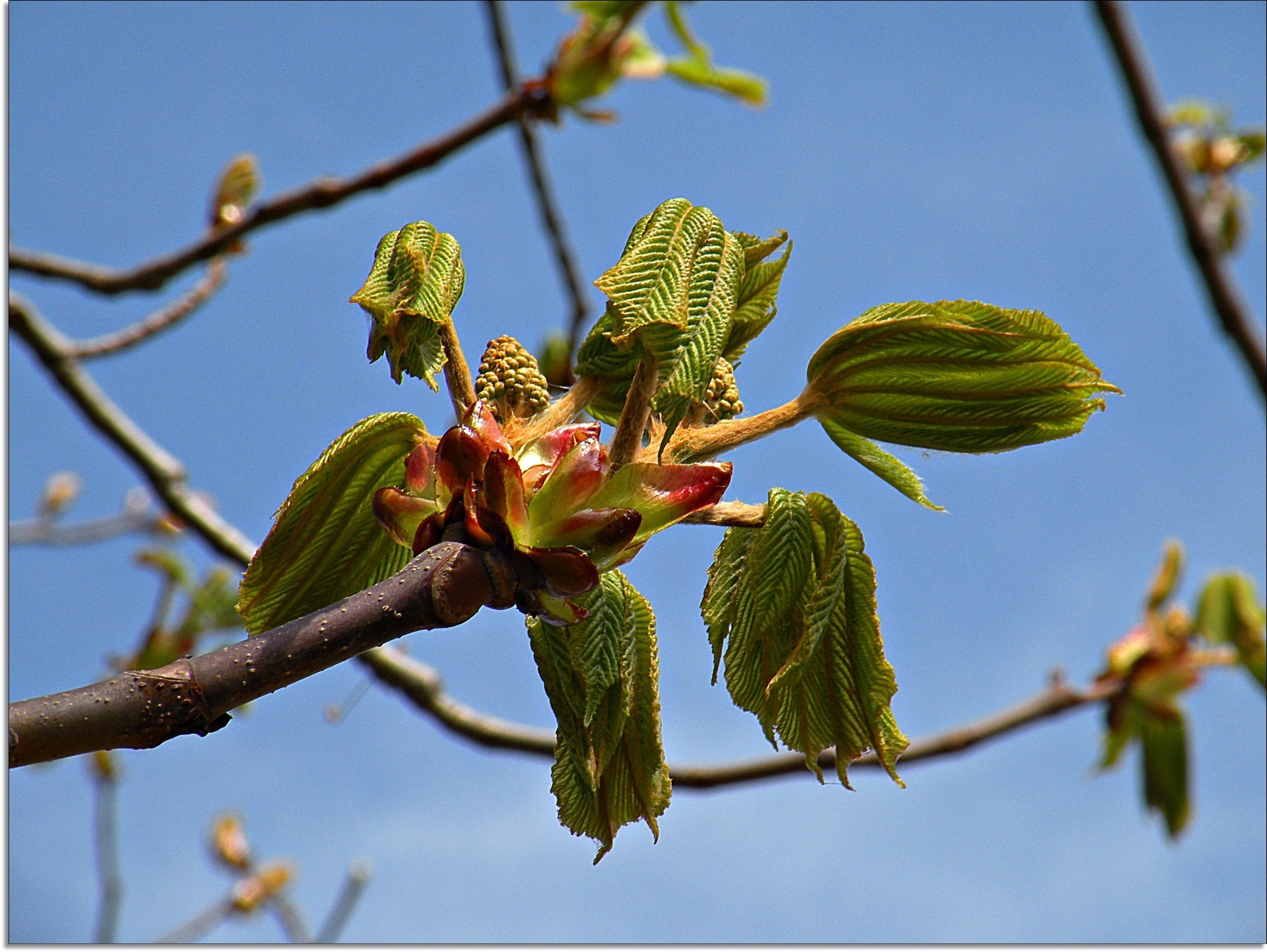 printemps nature arbre branche feuille flore fleur à l extérieur couleur croissance jardin copain fruits gros plan environnement parc saison