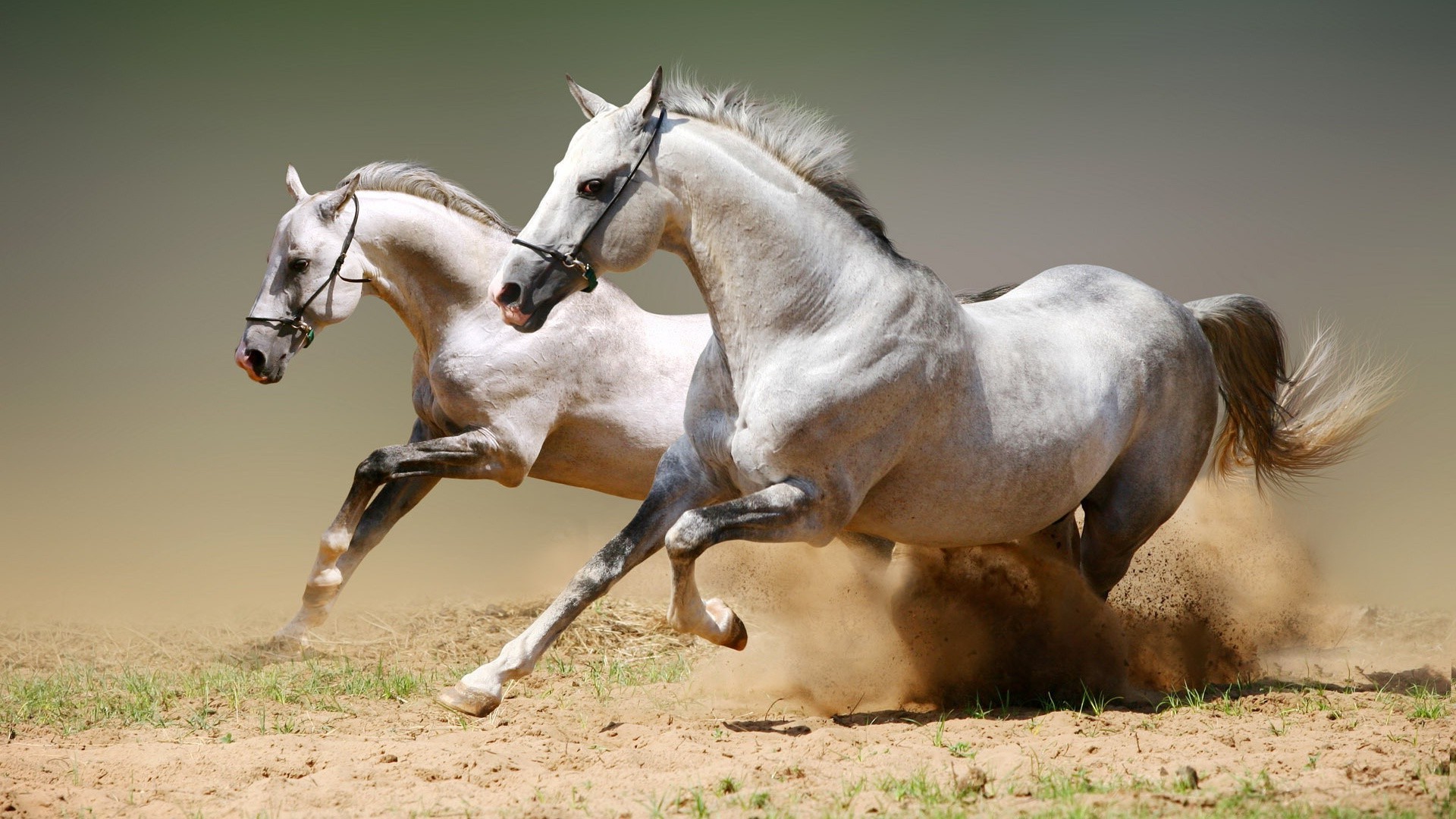 الخيول الحصان الفحل الفرس تربية الخيول الفرسان الفروسية الحيوان بدة سكوكو الثدييات سريع أصيل المهر العشب الكستناء مزرعة حقل المراعي الجلوس اللجام