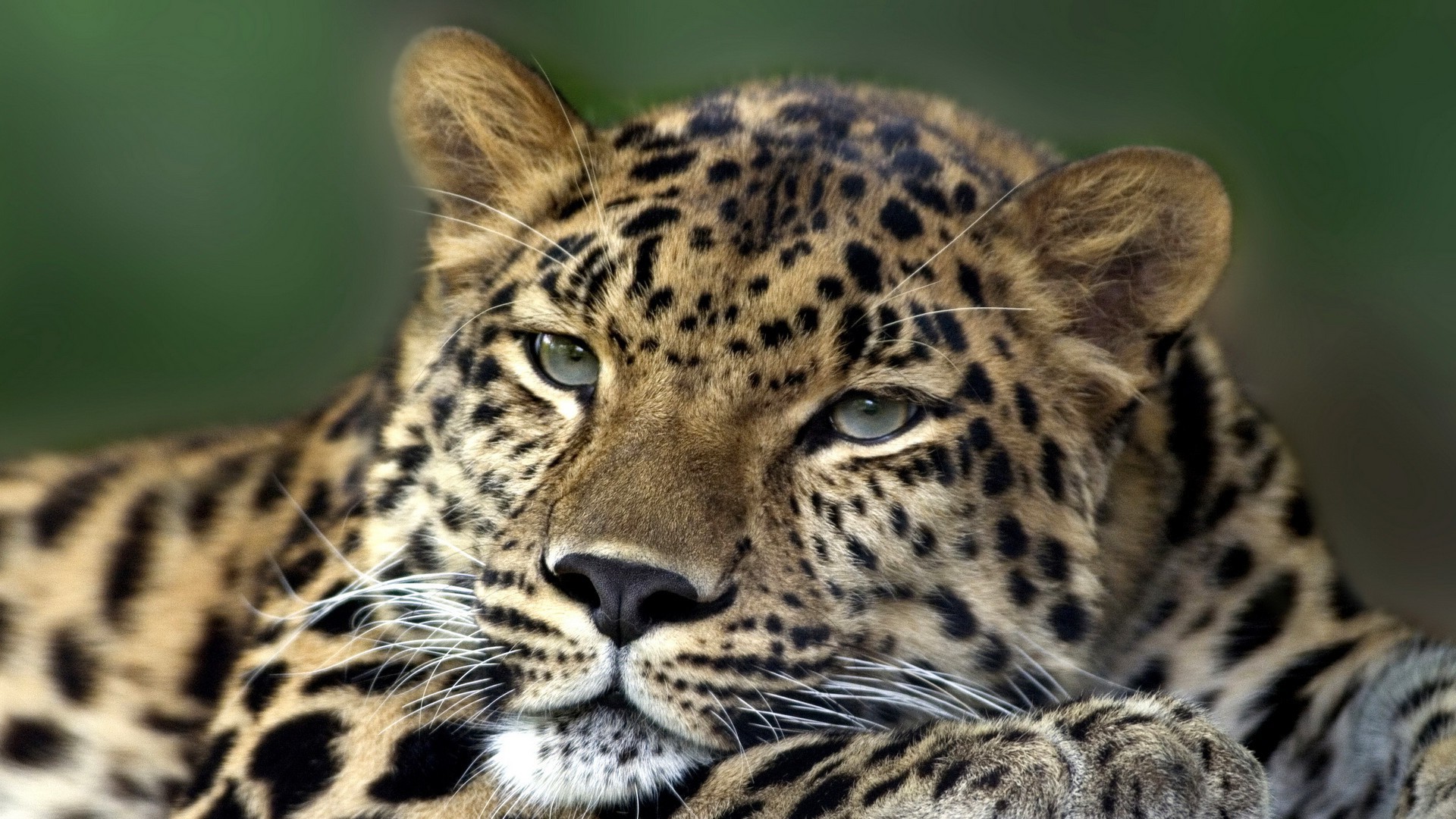 animales gato vida silvestre mamífero leopardo animal depredador cazador piel carnívoro ojo safari naturaleza zoológico