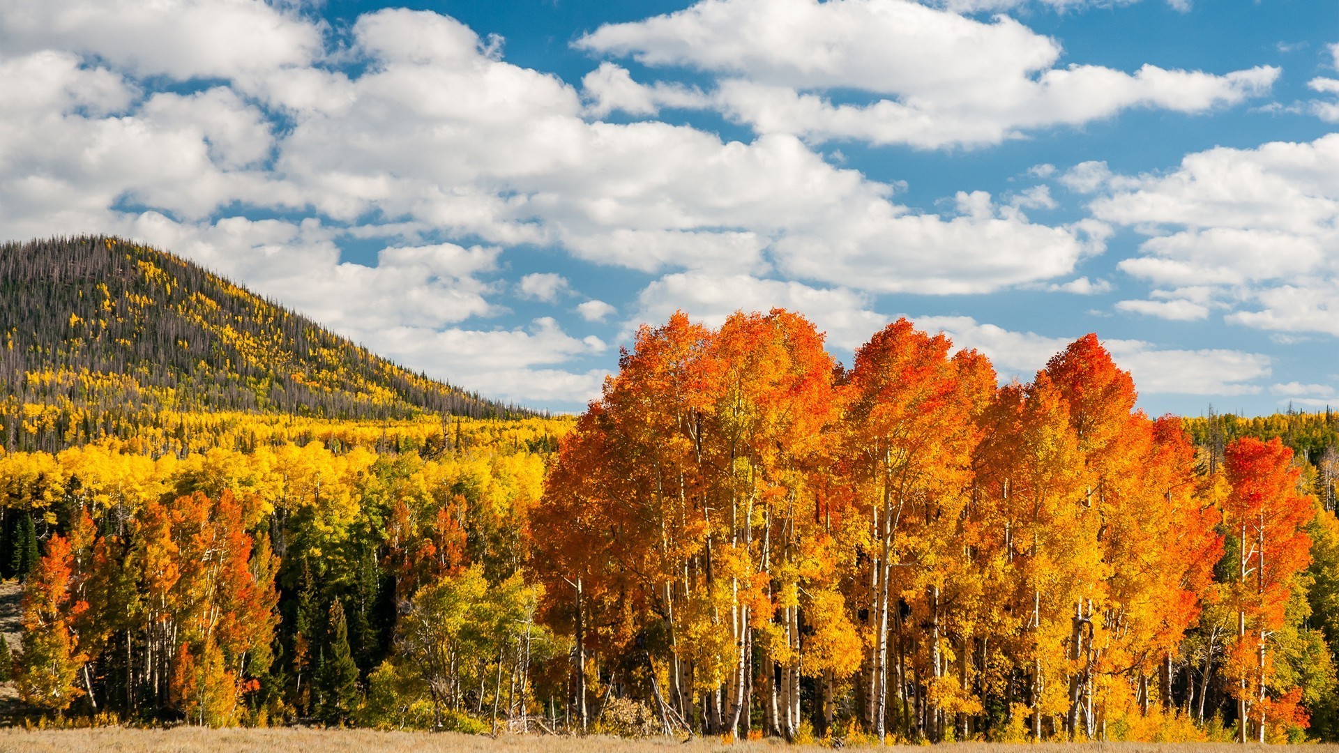 otoño otoño árbol paisaje hoja madera naturaleza escénico al aire libre temporada cielo medio ambiente montañas parque paisaje oro campo