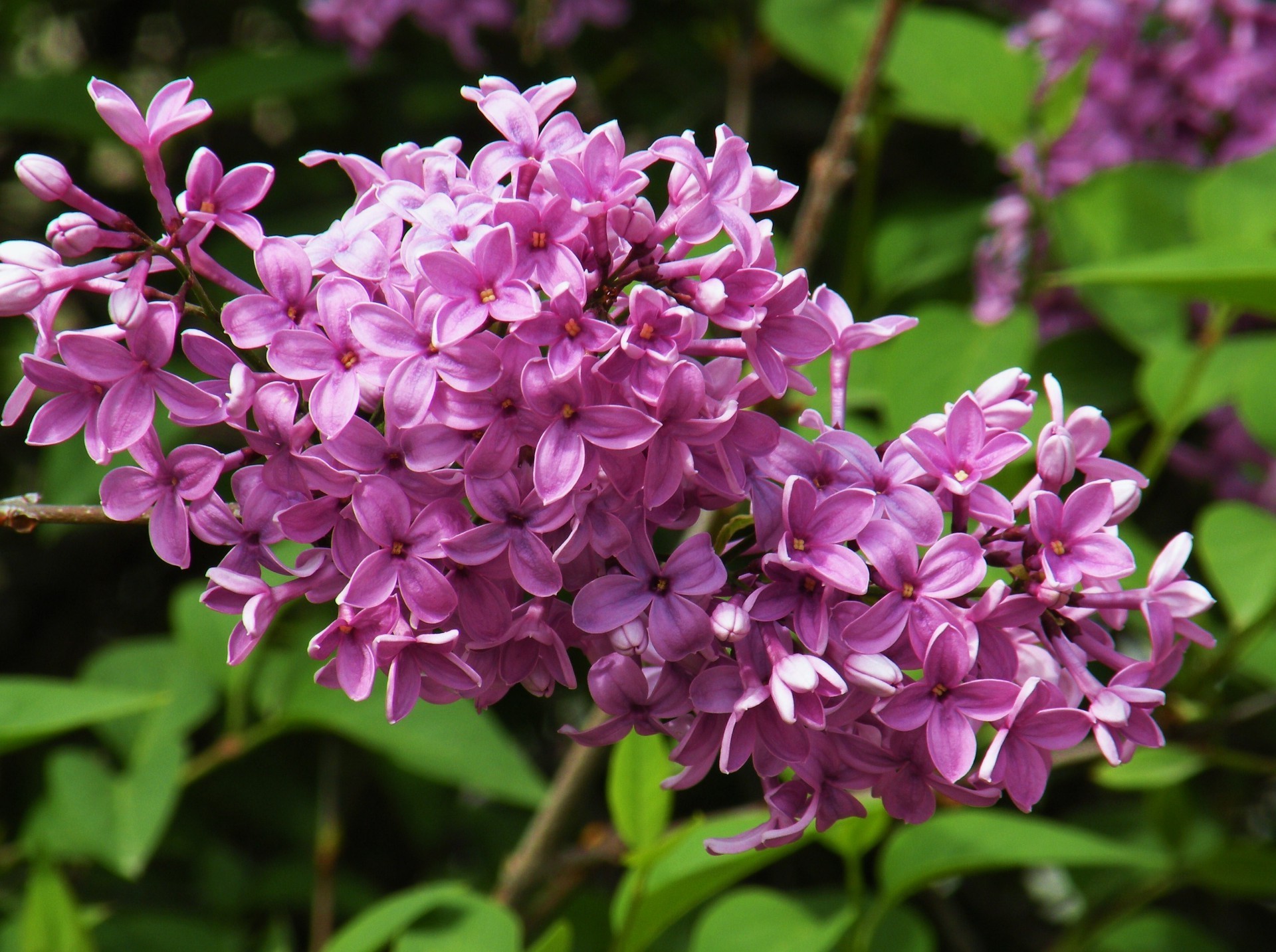 the flowers on the trees flower nature flora garden leaf floral petal summer blooming shrub season bright color beautiful lavender outdoors park close-up violet