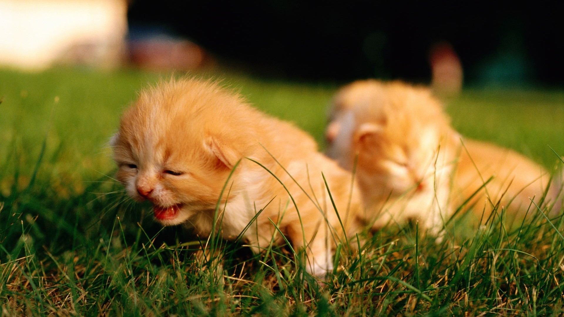 gatti carino gatto erba animale piccolo pelliccia mammifero animale domestico natura cane bambino occhio giovane ritratto domestico divertente gattino adorabile cucciolo