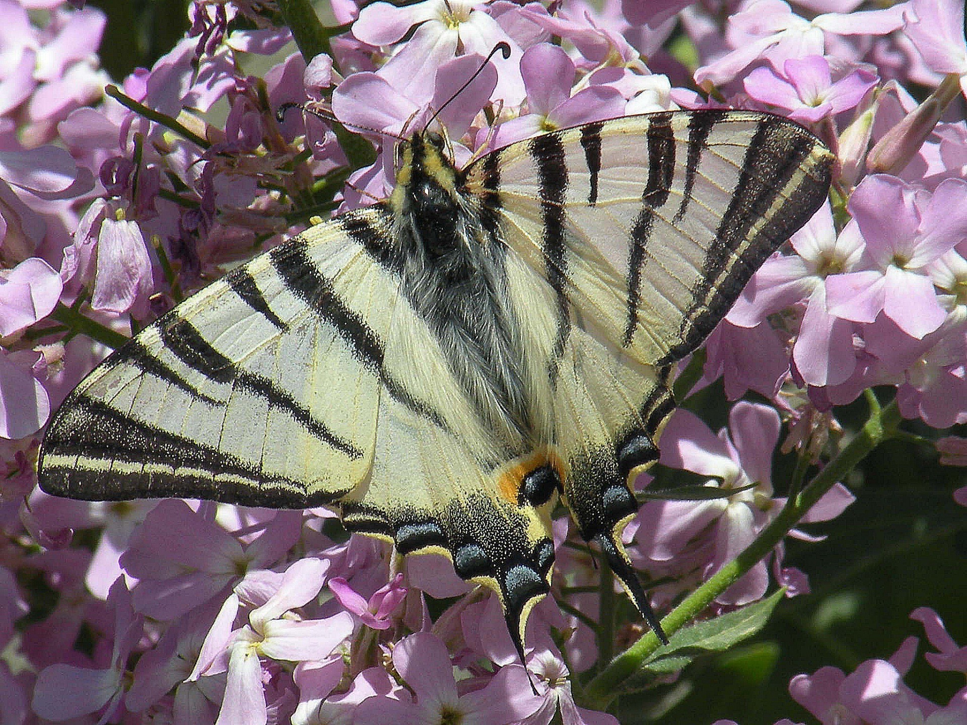 borboleta flor natureza flora jardim inseto cor floral delicado blooming bonita folha verão pétala ao ar livre árvore lavanda brilhante arbusto