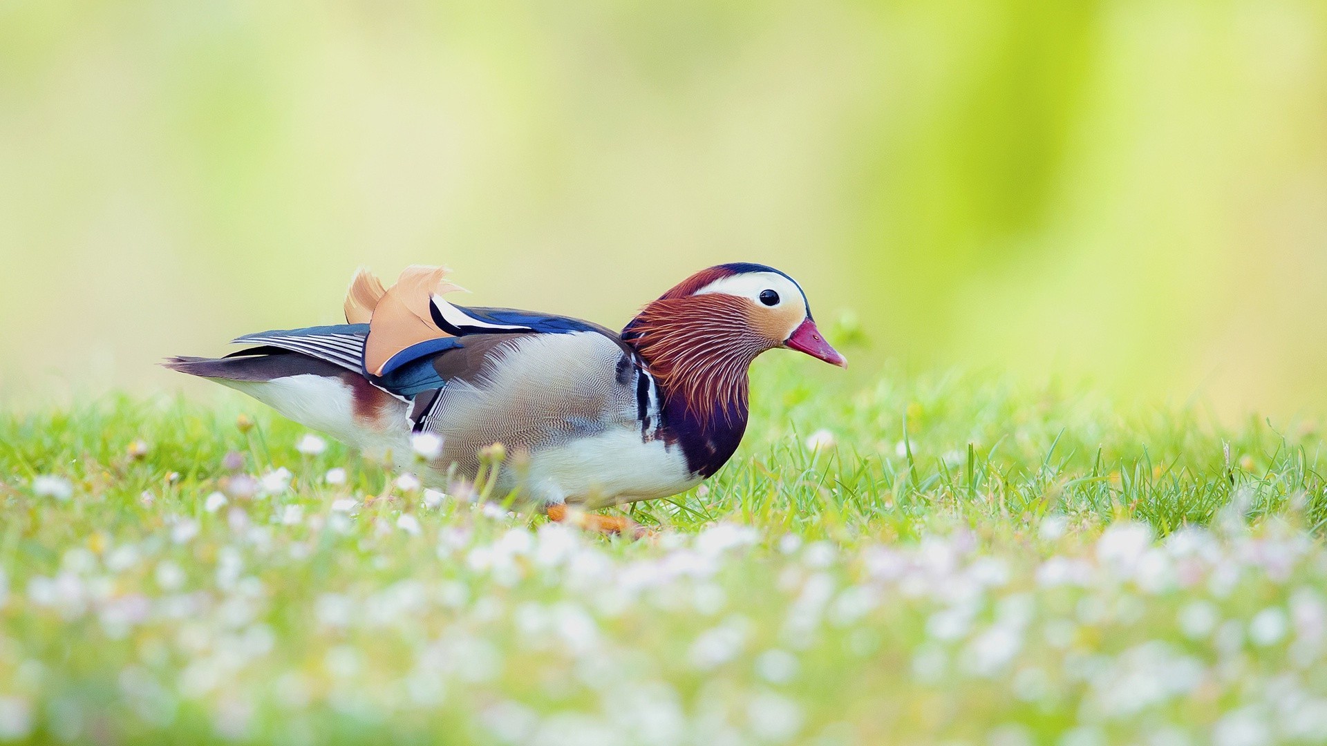 animals nature bird wildlife grass outdoors animal wild summer duck