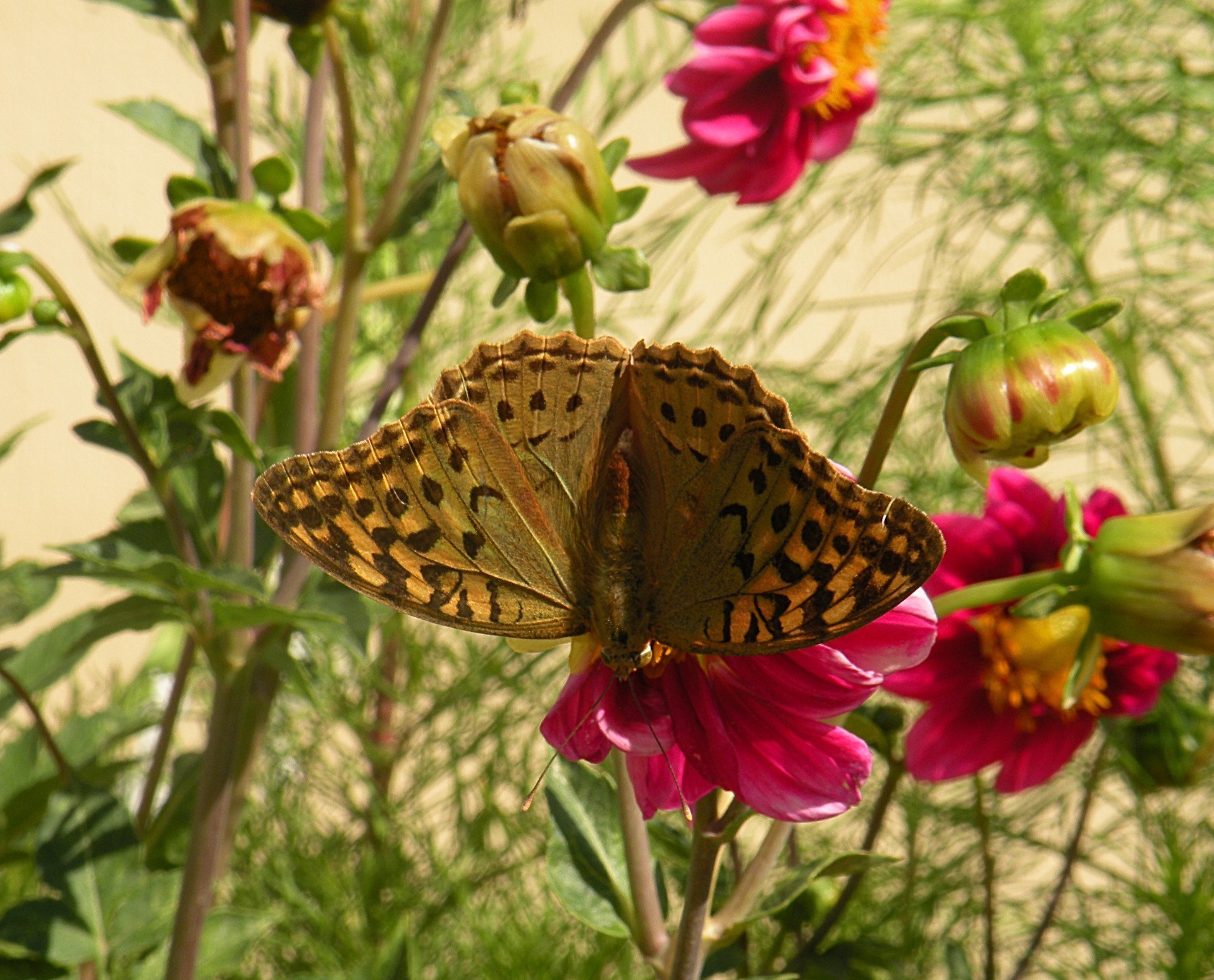 farfalla natura insetto fiore estate giardino bella all aperto vivid wildlife ala animale monarca colore selvaggio flora delicato antenna lepidotteri