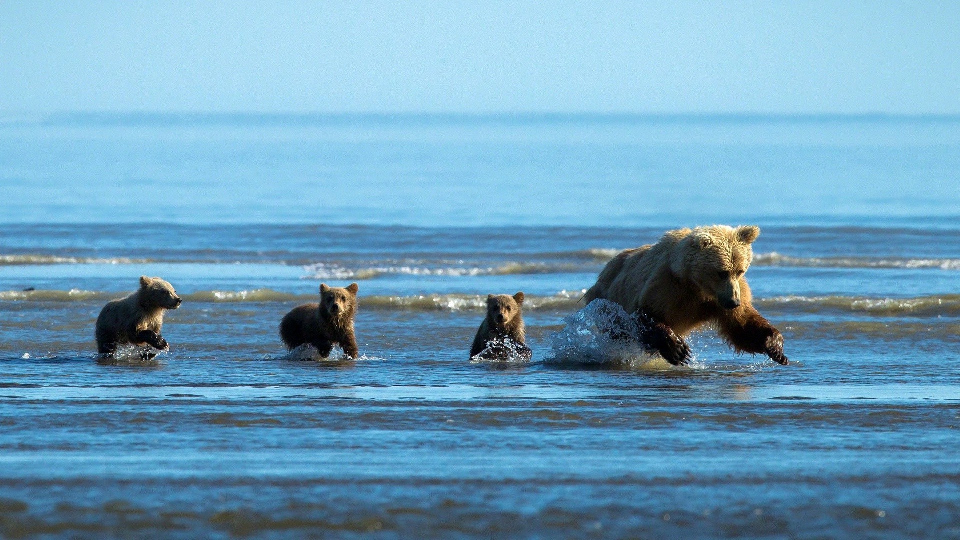 ведмеді води ссавець море океан пляж на відкритому повітрі моря прибій хвиля подорожі руху