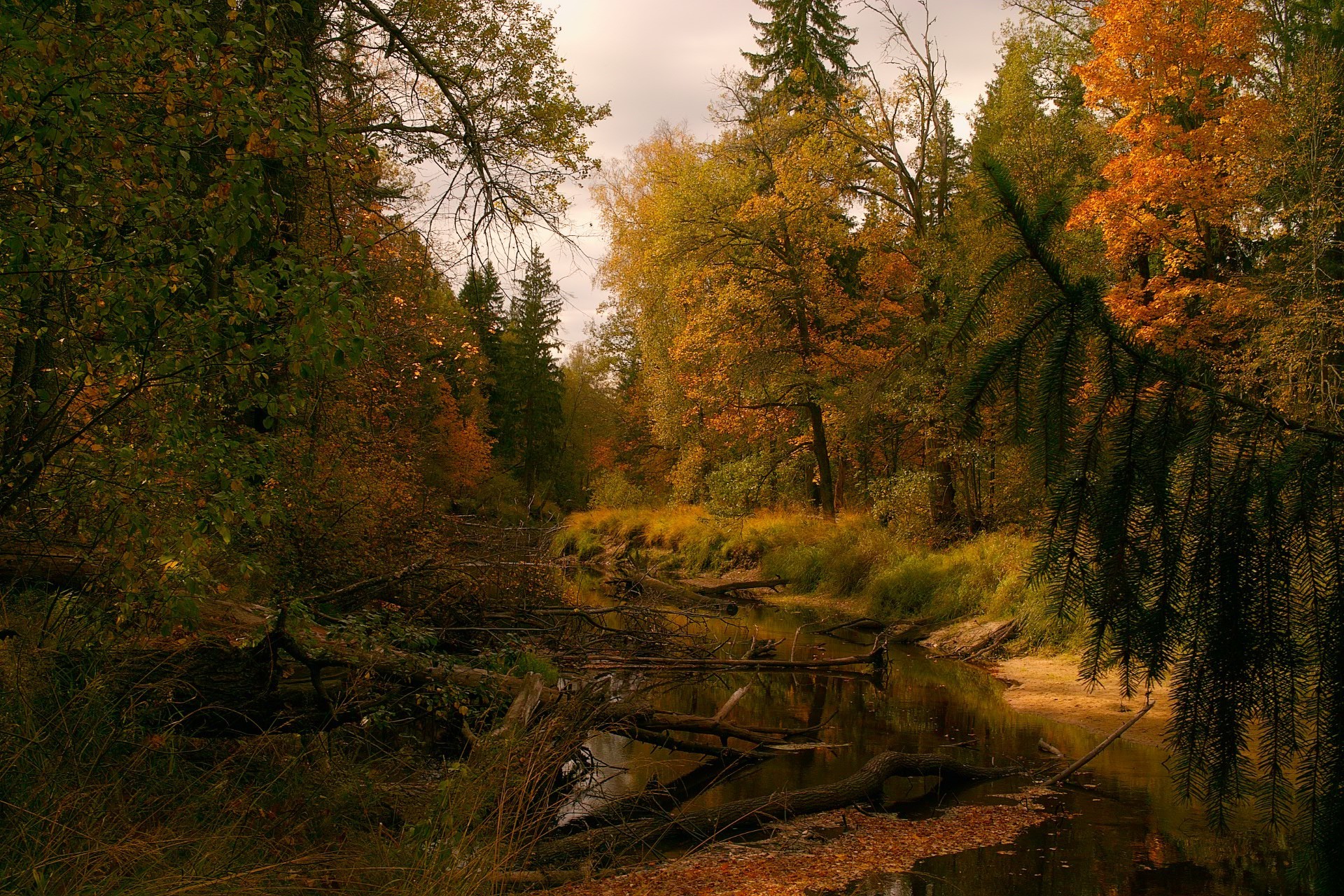 rivers ponds and streams fall tree wood landscape nature leaf outdoors travel scenic park light fair weather daylight environment dawn water