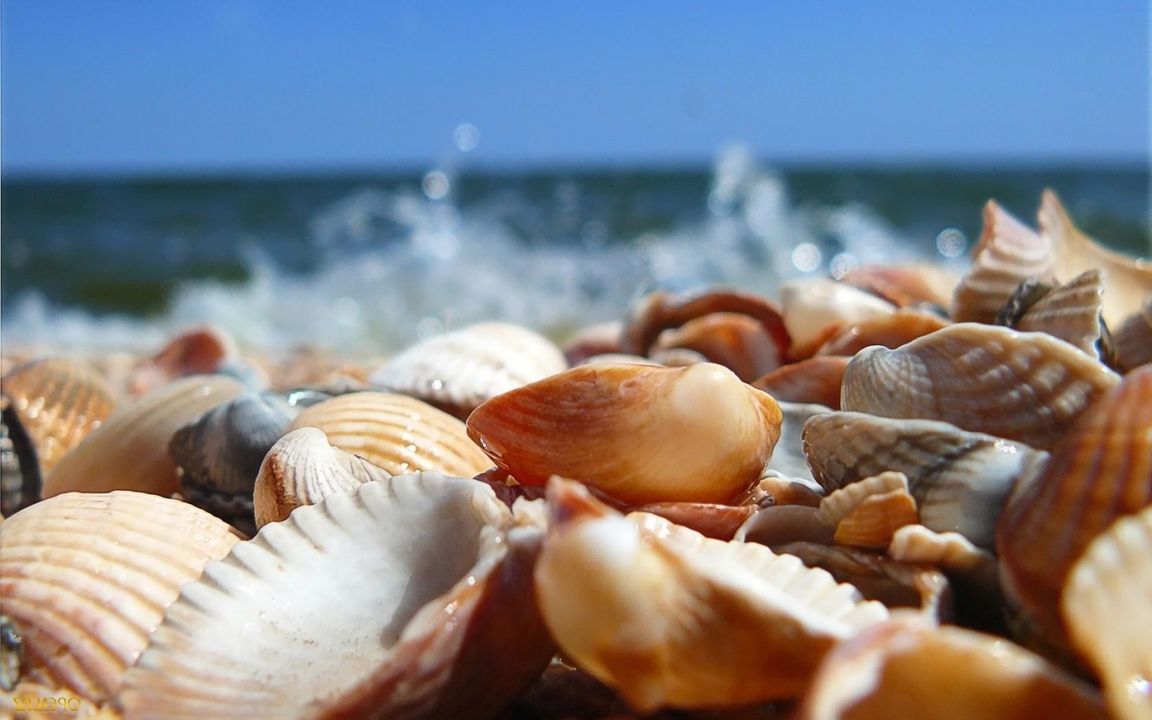 mare e oceano conchiglie conchiglia vongole mare mare natura vongole mare oceano capesante spiaggia conch tropicale cibo frutti di mare crostacei estate pesce