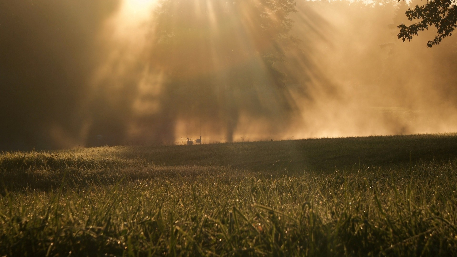 soleil et rayons aube paysage coucher de soleil soleil champ brouillard tempête nature pluie lumière beau temps météo rural ciel brouillard ferme campagne herbe blé