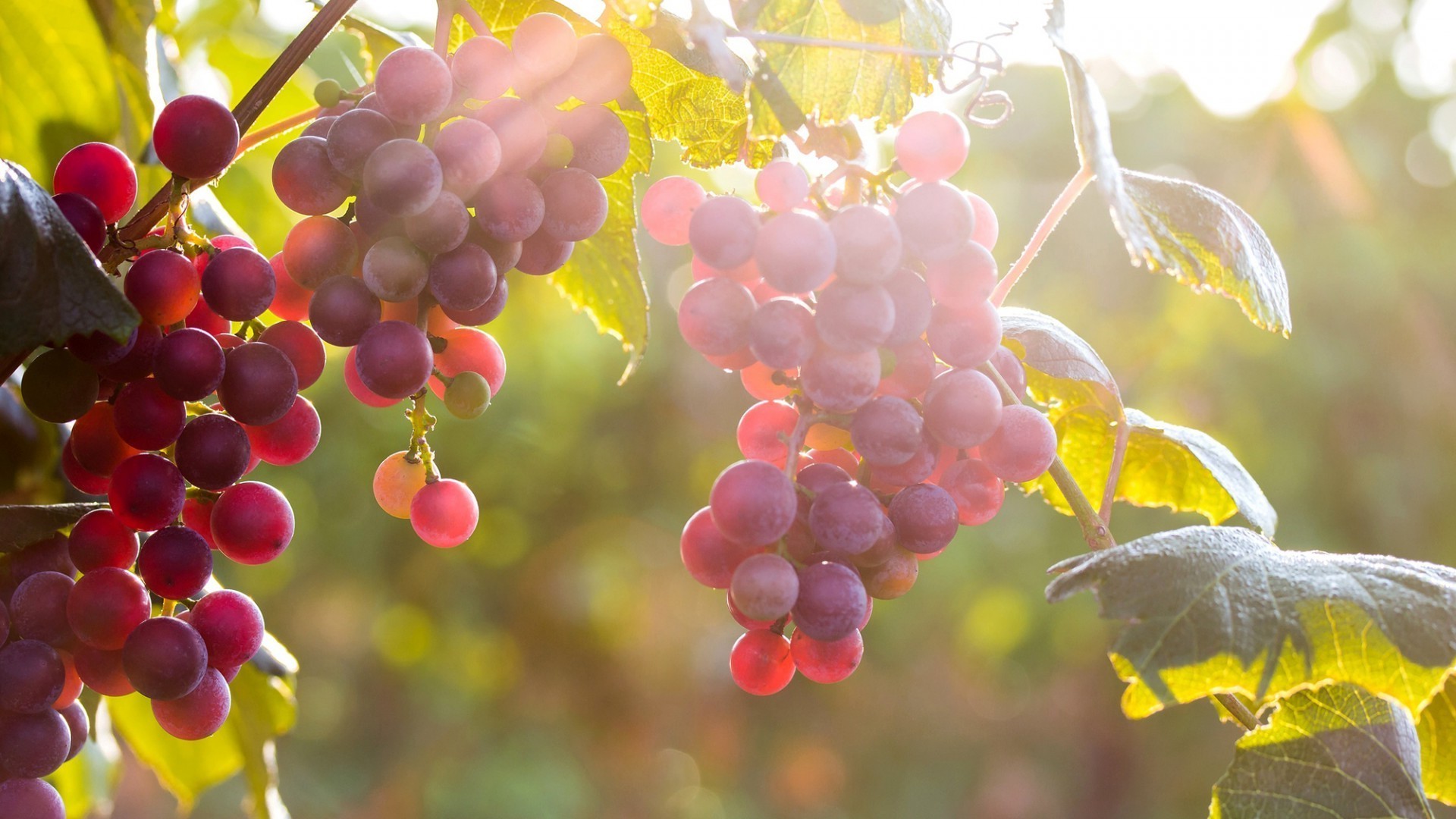 природа виноград загрузить
