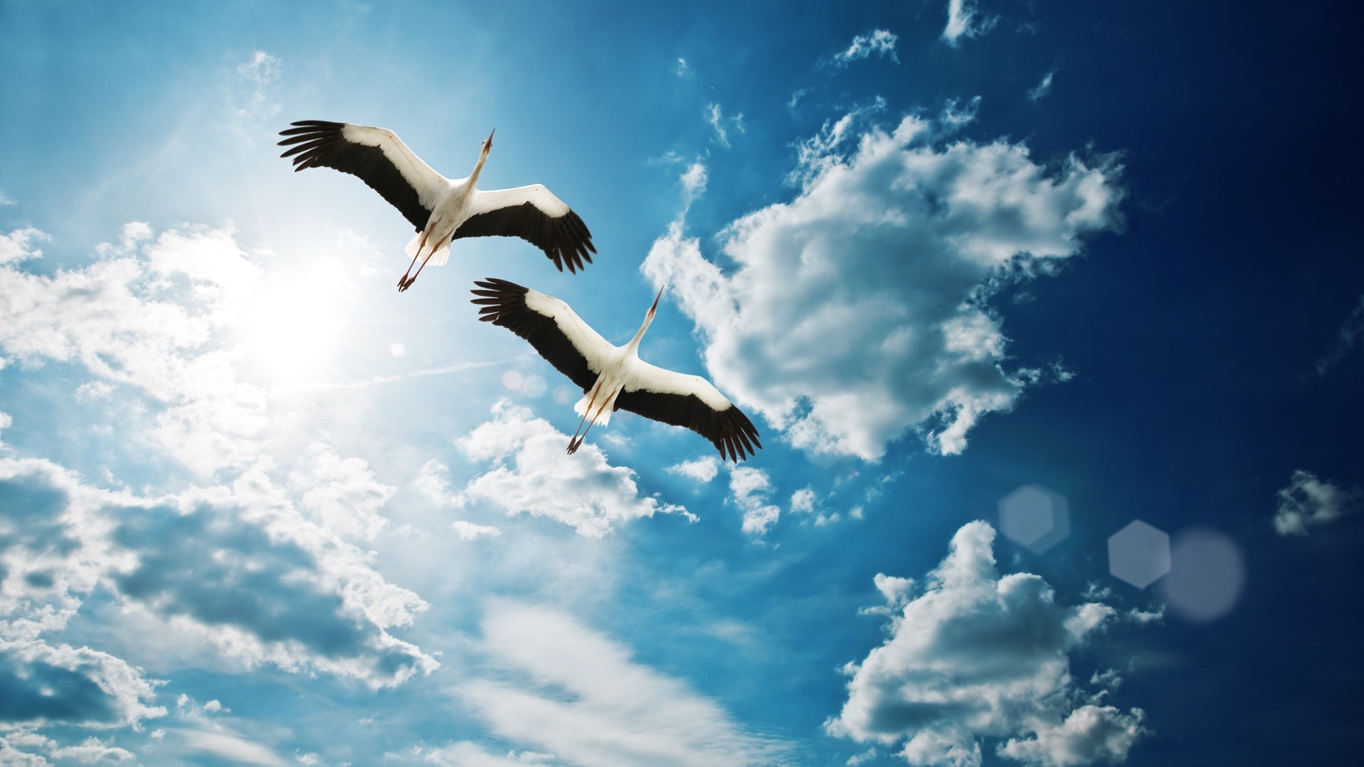 animals sky freedom bird outdoors nature flight fly high summer seagulls fair weather daylight sun