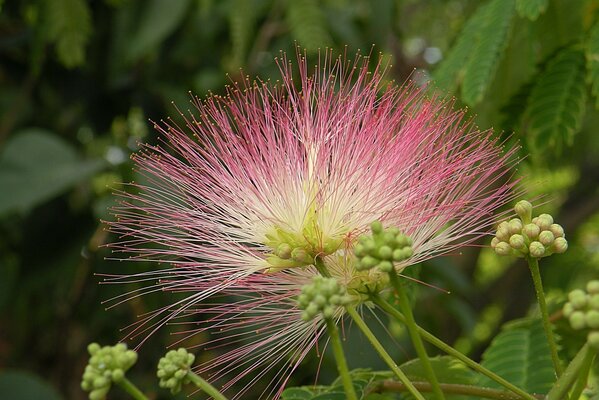 Pink fluffy flower is a miracle of nature