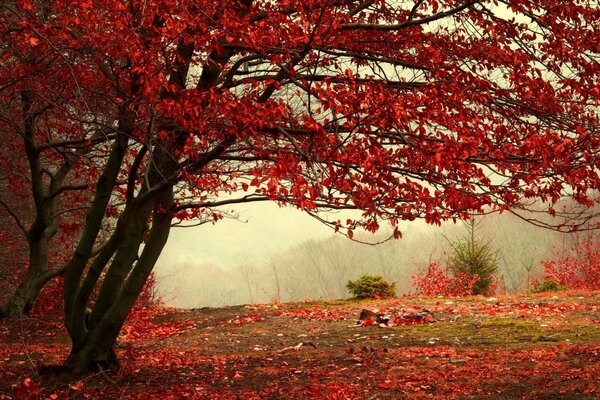 Herbstbaum in roten Blättern