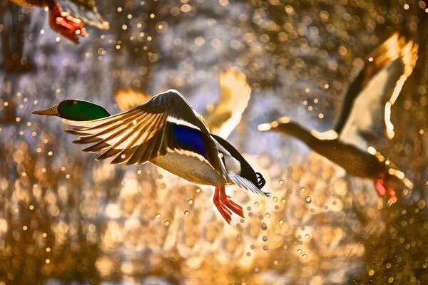 Un canard gris au cou vert s envole. Jet d eau