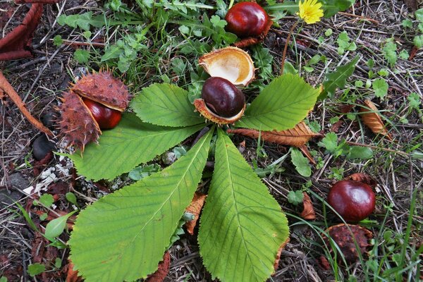 Fruits exotiques mûrs sur le feuillage