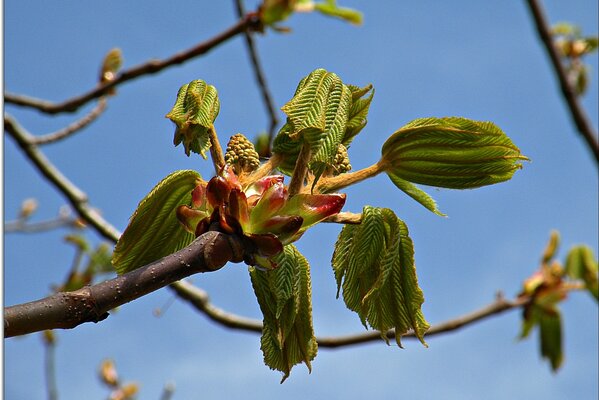 Branches d arbres qui fleurissent au printemps