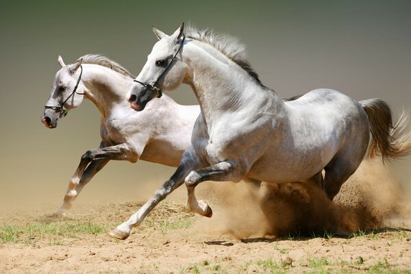 White horses running on the sand