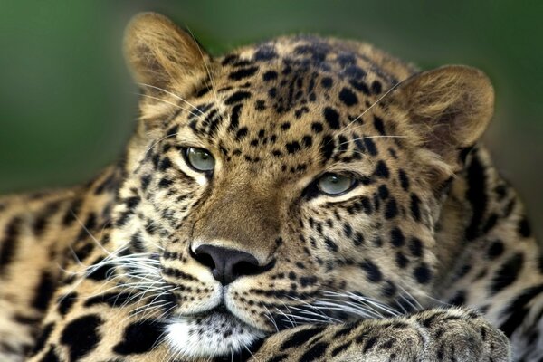 Cat wildlife leopard