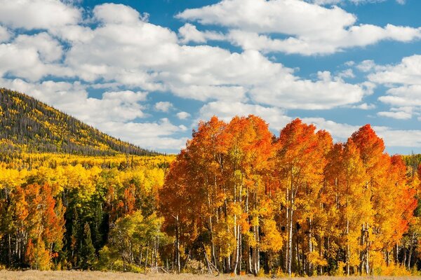 Autumn forest against the sky with clouds