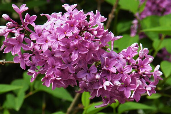 Natureza das flores do jardim. Petúnia rosa