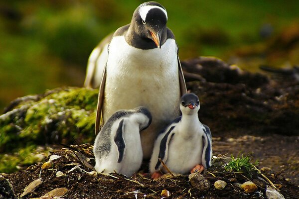 Pingouin adulte avec deux poussins dans le nid