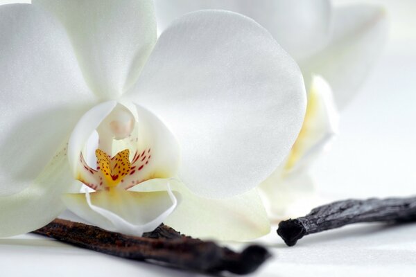 Eine elegante Orchidee. Die Blume. Die Natur