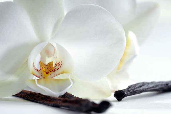 Элегантная орхидея. Цветок. Природа