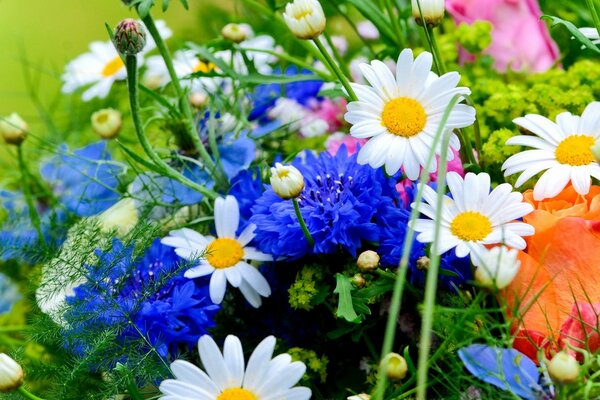 Eine Vielzahl von Blumen im Garten. Gänseblümchen sind weiß