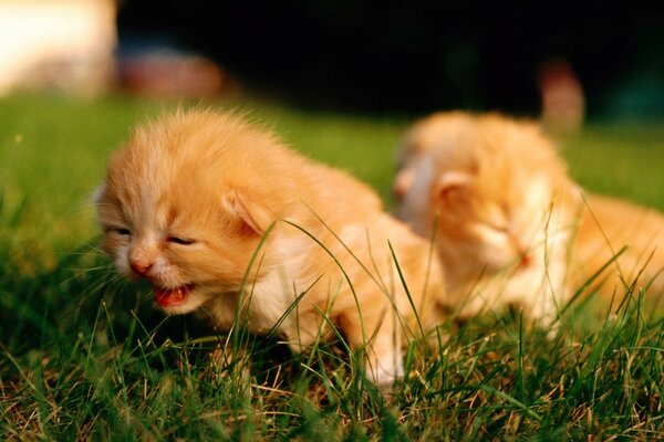 Little red kittens on the grass