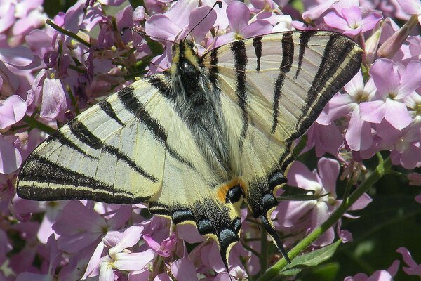 A large butterfly on lilac flowers