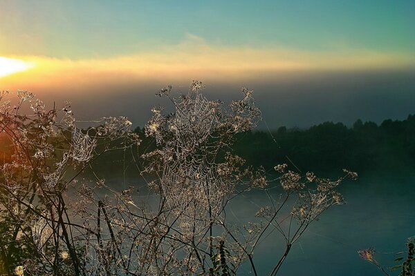 A web between the branches of a tree on the background of sunset