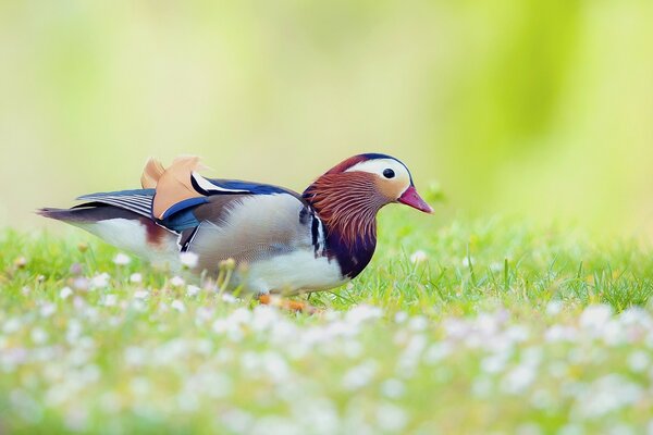 Beautiful duck on the green grass