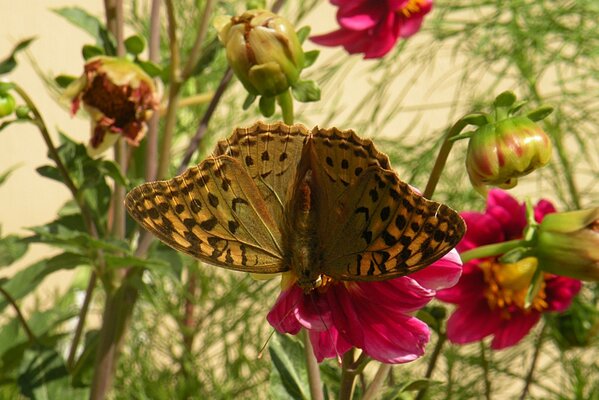 Butterfly on a flower on a green background