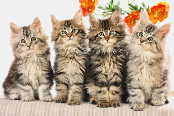 Cute gray-striped kittens sitting on a pillow